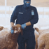 Saudi Customs Seize Over 400,000 Captagon Pills Hidden in Sheep Fur