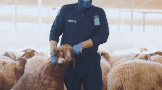 Saudi Customs Seize Over 400,000 Captagon Pills Hidden in Sheep Fur